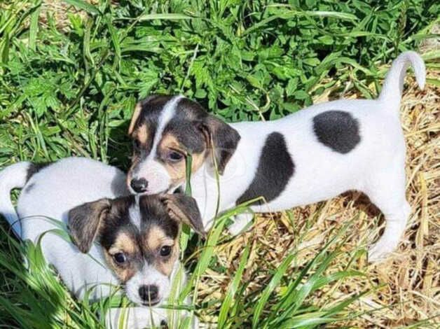 Jack russell puppies for sale in Warwick, Warwickshire - Image 2