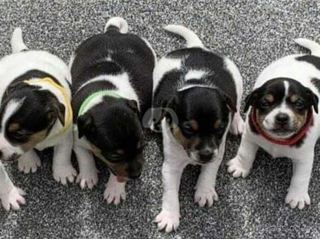 Jack russell puppies for sale in Warwick, Warwickshire - Image 3