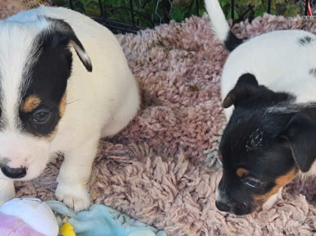 Jack russell puppies for sale in Warwick, Warwickshire - Image 4