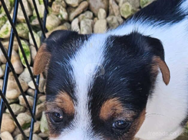 Jack russell puppies for sale in Warwick, Warwickshire - Image 5