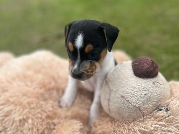 Jack Russell puppies for sale in Shrewsbury, Shropshire - Image 1