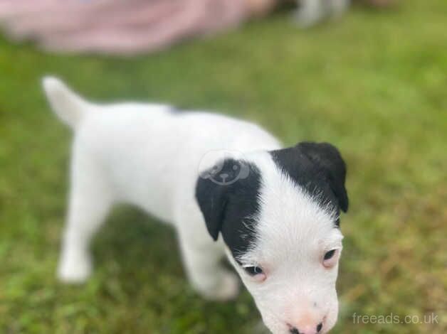 Jack Russell puppies for sale in Shrewsbury, Shropshire - Image 2