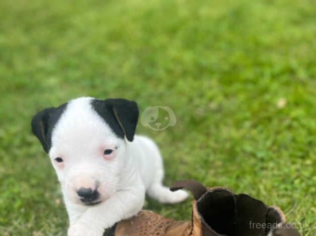 Jack Russell puppies for sale in Shrewsbury, Shropshire - Image 3