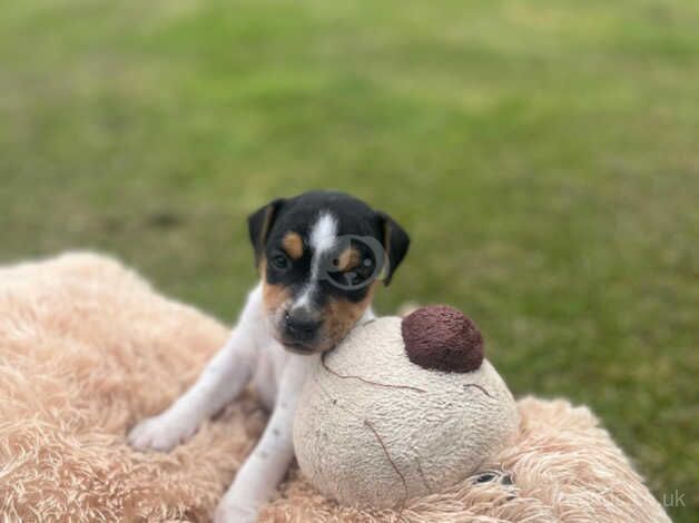 Jack Russell puppies for sale in Shrewsbury, Shropshire - Image 4