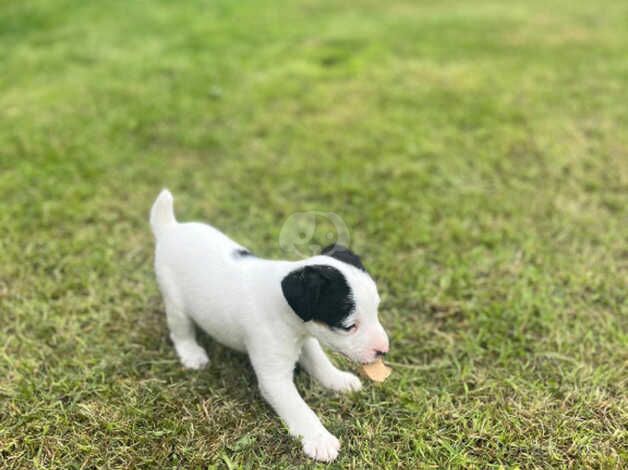 Jack Russell puppies for sale in Shrewsbury, Shropshire - Image 5