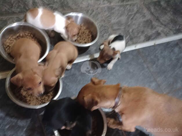 Jack russell puppies for sale in Sowerby Bridge, West Yorkshire