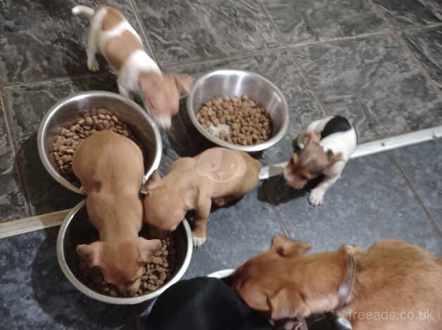 Jack russell puppies for sale in Sowerby Bridge, West Yorkshire - Image 2