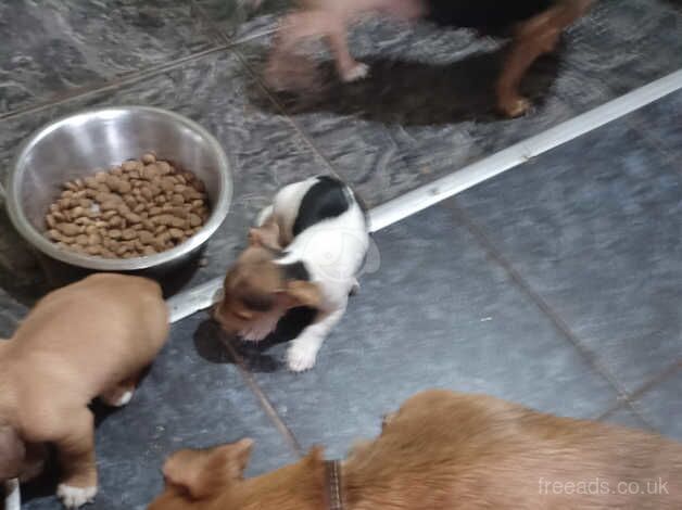 Jack russell puppies for sale in Sowerby Bridge, West Yorkshire - Image 3