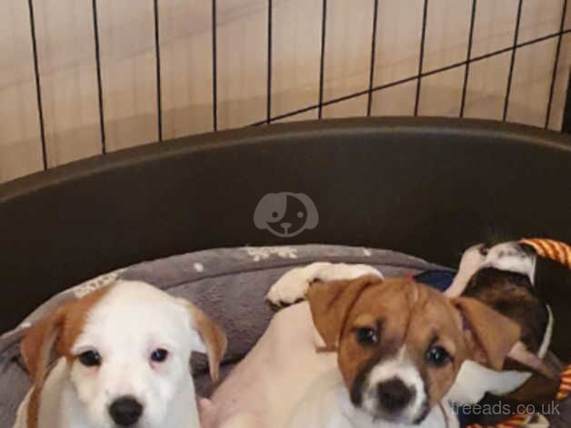 Jack Russell Puppies for sale in Kingston Upon Thames, Kingston upon Thames, Greate