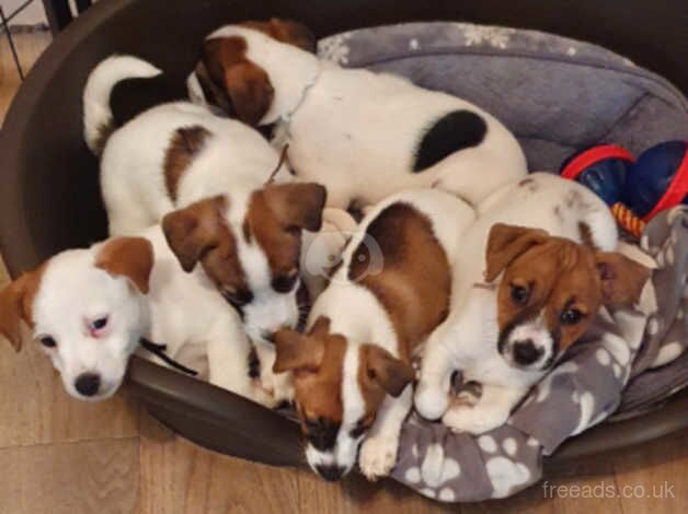 Jack Russell Puppies for sale in Kingston Upon Thames, Kingston upon Thames, Greate - Image 4