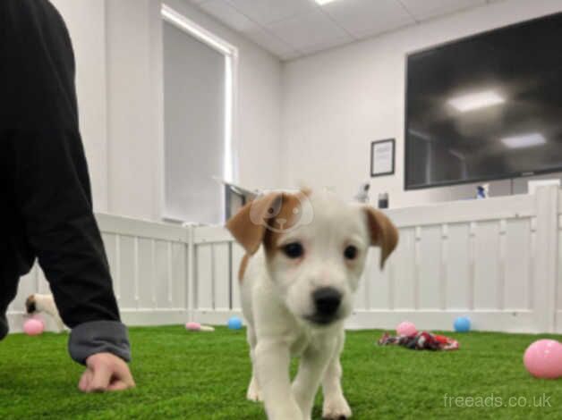 Jack Russell Puppies for sale in Kingston Upon Thames, Kingston upon Thames, Greate - Image 5