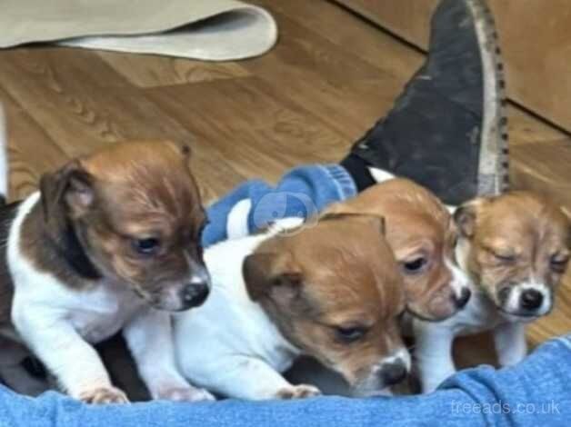 Jack Russell Puppies for sale in Swindon, Wiltshire