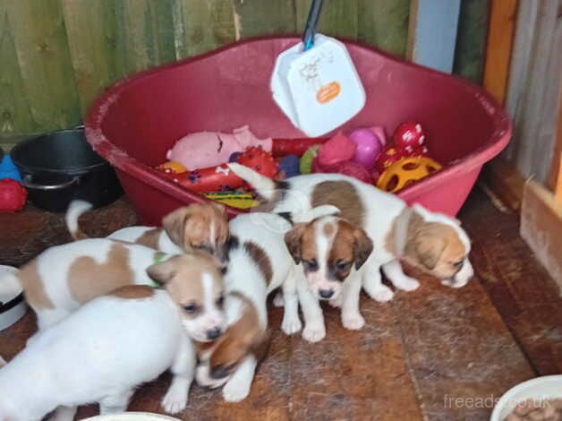 Jack russell puppies for sale in Tonypandy, Rhondda Cynon Taf