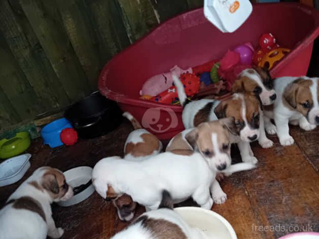 Jack russell puppies for sale in Tonypandy, Rhondda Cynon Taf - Image 2