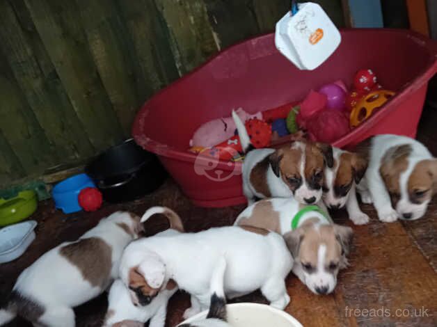 Jack russell puppies for sale in Tonypandy, Rhondda Cynon Taf - Image 3