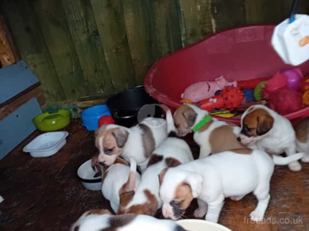 Jack russell puppies for sale in Tonypandy, Rhondda Cynon Taf - Image 4