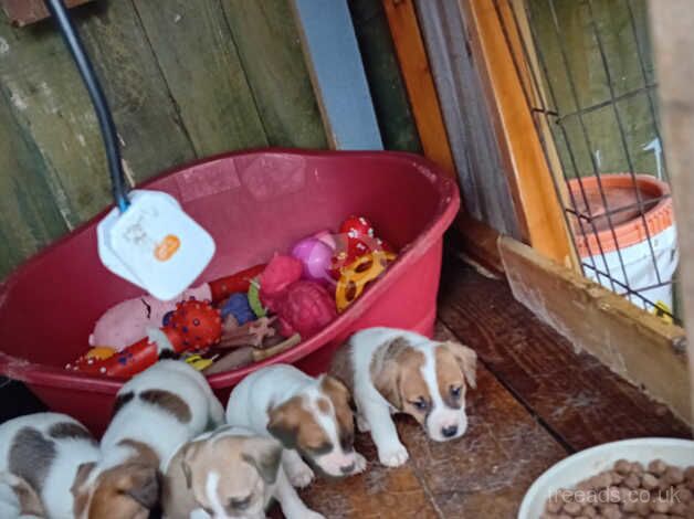 Jack russell puppies for sale in Tonypandy, Rhondda Cynon Taf - Image 5