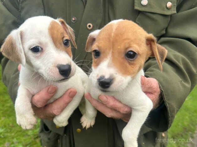 Jack Russell puppies for sale in Tonypandy, Rhondda Cynon Taf