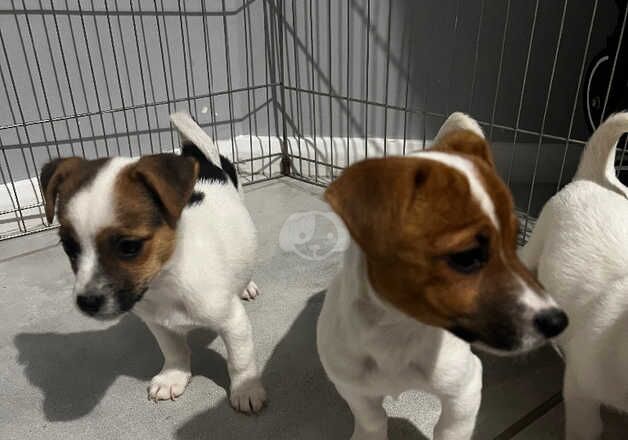 Jack Russell puppies for sale in Wakefield, West Yorkshire