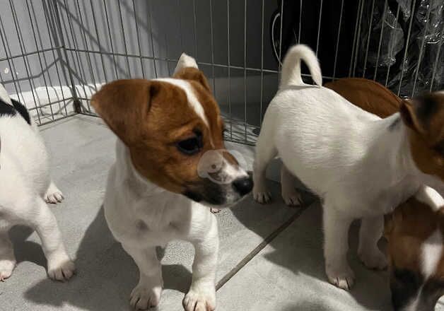 Jack Russell puppies for sale in Wakefield, West Yorkshire - Image 2