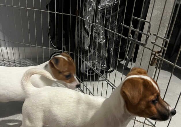 Jack Russell Puppies for sale in West Yorkshire