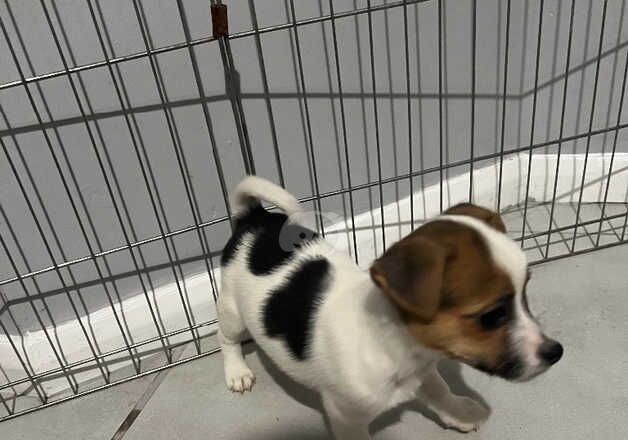 Jack Russell Puppies for sale