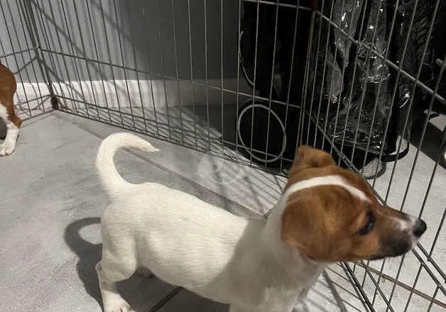 Jack Russell puppies for sale in Wakefield, West Yorkshire - Image 5