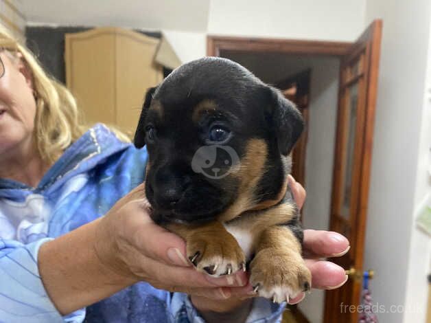 Jack Russell Puppies for sale in Whitley Bay, Tyne and Wear - Image 1