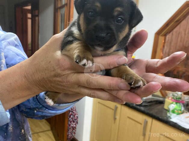 Jack Russell Puppies for sale in Whitley Bay, Tyne and Wear - Image 2