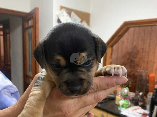 Jack Russell Puppies for sale in Whitley Bay, Tyne and Wear - Image 3