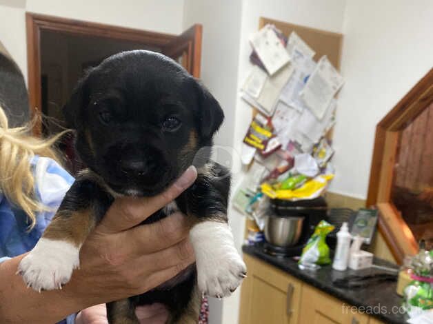 Jack Russell Puppies for sale in Whitley Bay, Tyne and Wear - Image 4