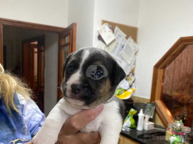 Jack Russell Puppies for sale in Whitley Bay, Tyne and Wear - Image 5