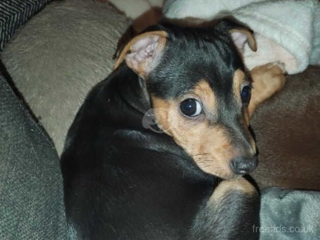 Jack Russell puppies for sale in Willenhall, West Midlands - Image 3