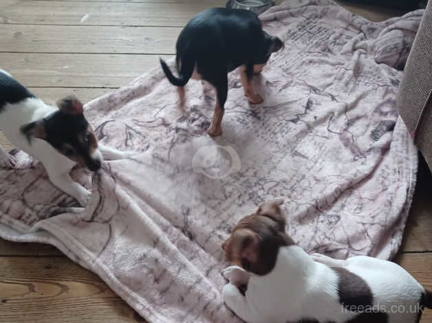 Jack Russell puppies for sale in Willenhall, West Midlands - Image 5