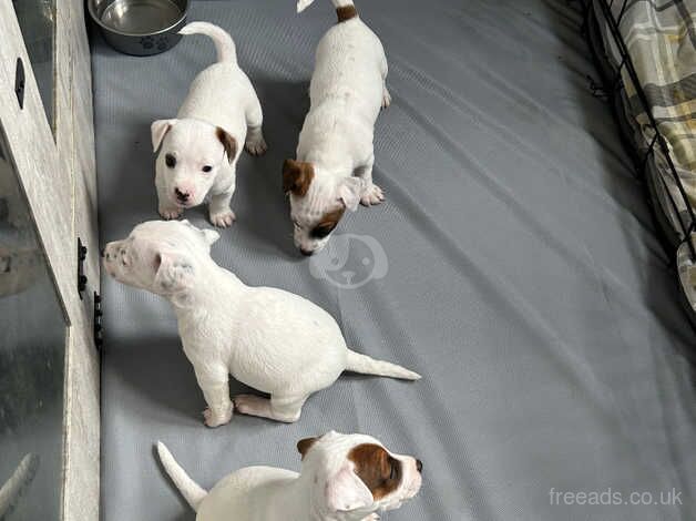 Jack Russell Puppies *ONLY 2 LEFT* for sale in Dunfermline, Fife