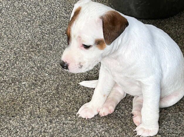 Jack Russell Puppies *ONLY 2 LEFT* for sale in Dunfermline, Fife - Image 2