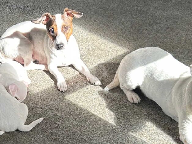 Jack Russell Puppies *ONLY 2 LEFT* for sale in Dunfermline, Fife - Image 3