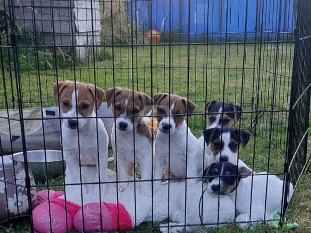 Jack Russell puppies - only four remaining from a stunning litter! 2 boys white/tan, 2 girls, 1 white/tan, 1 tri colour for sale in Yeovil, Somerset