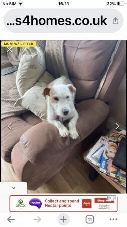 Jack Russell puppies pups farm bred for sale in Batley, West Yorkshire - Image 1