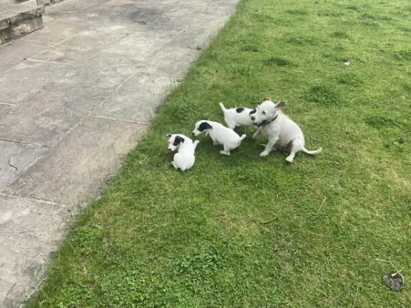 Jack Russell puppies pups farm bred for sale in Batley, West Yorkshire - Image 2