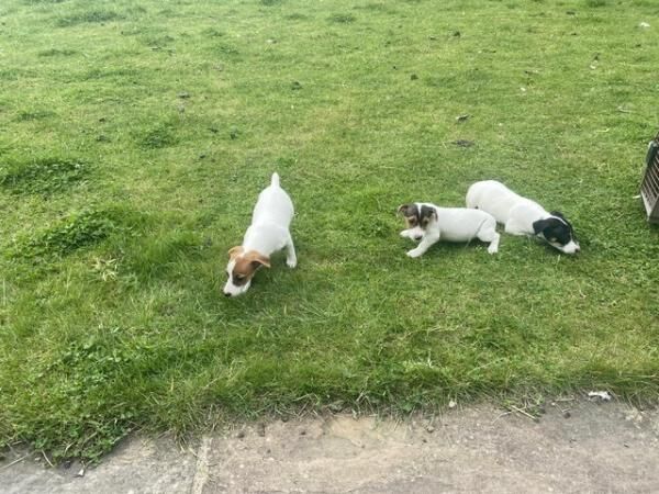 Jack Russell puppies pups farm bred for sale in Batley, West Yorkshire - Image 3