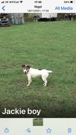 Jack Russell puppies pups farm bred for sale in Batley, West Yorkshire - Image 4
