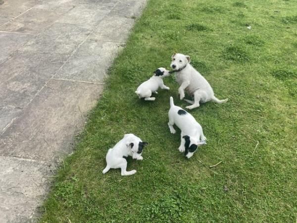 Jack Russell puppies pups farm bred for sale in Batley, West Yorkshire - Image 5