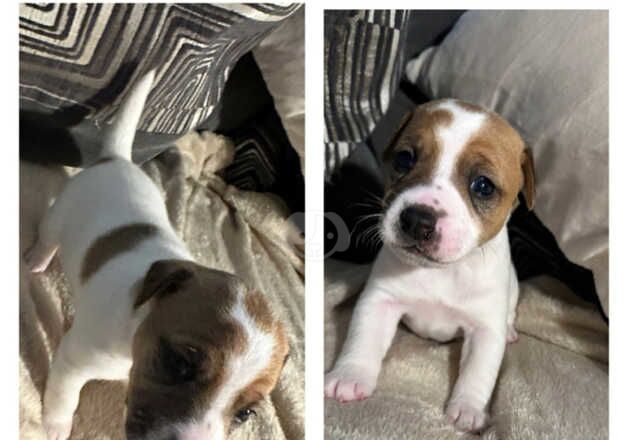 Jack Russell puppies (pure bred) for sale in Livingston, West Lothian