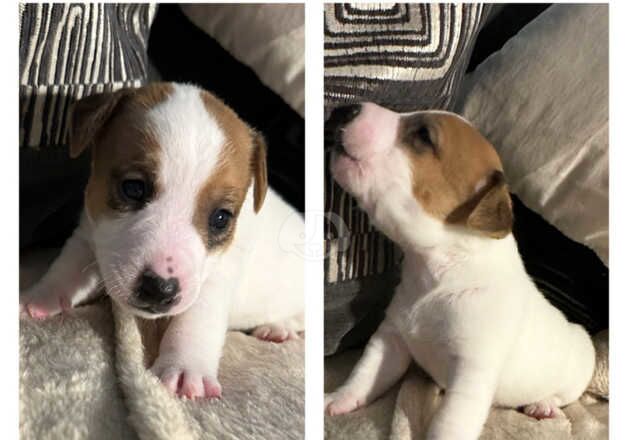 Jack Russell Puppies for sale