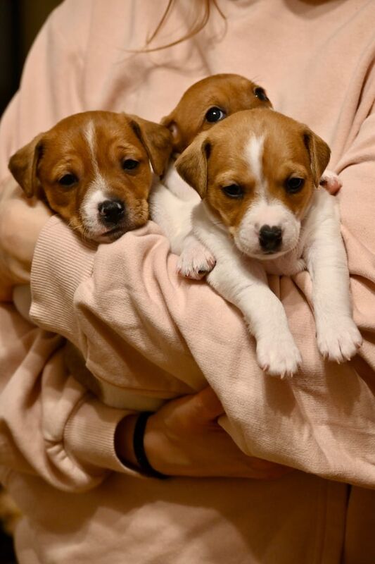 Jack Russell puppies purebred - girls for sale in Newham, Cornwall - Image 1