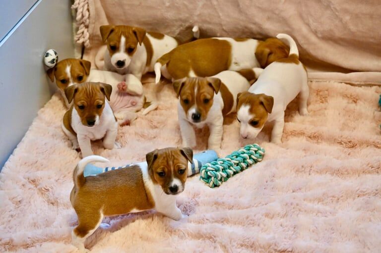 Jack Russell puppies purebred - girls for sale in Newham, Cornwall - Image 2