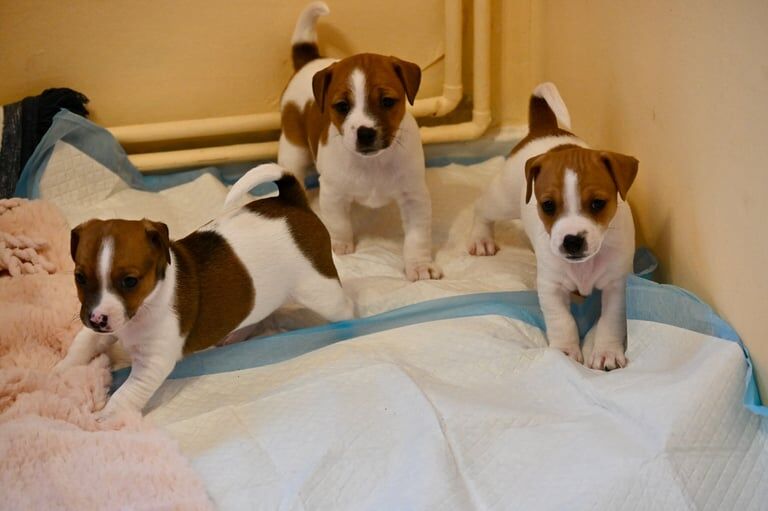 Jack Russell puppies purebred - girls for sale in Newham, Cornwall - Image 3