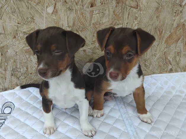 Jack Russell puppies Ready now 3 left for sale in Tring, Hertfordshire