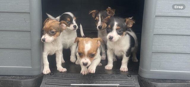 Jack Russell Puppies For Sale Under £1,000